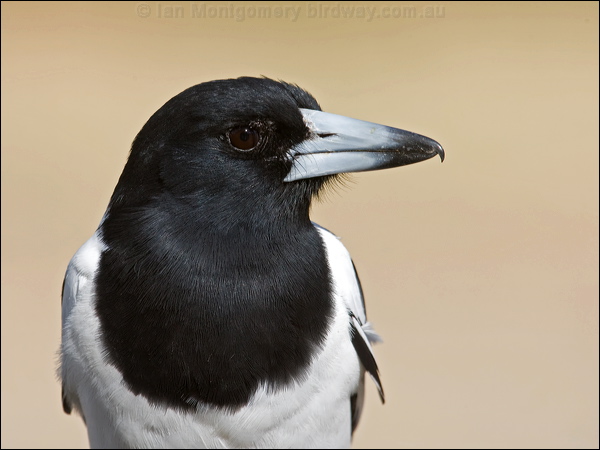 Pied Butcherbird pied_butcherbird_90471.psd