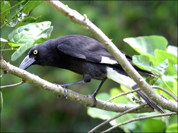 Pied Currawong pied_currawong_03055.psd