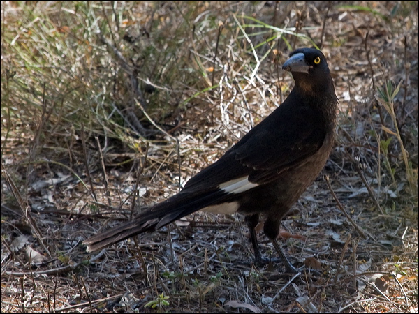 Pied Currawong pied_currawong_189405.psd