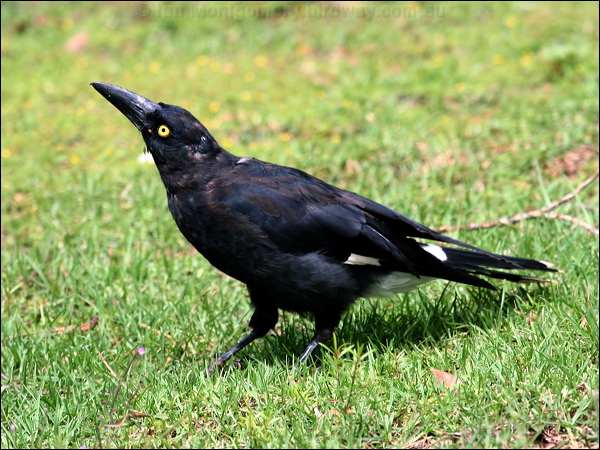 Pied Currawong pied_currawong_30031.psd