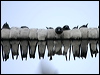 whbreastwoodswallow_007181