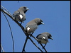 whbreastwoodswallow_017709