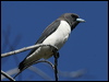 whbreastwoodswallow_017729