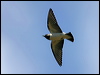 whbreastwoodswallow_017737