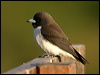 whbreastwoodswallow_018744