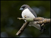 whbreastwoodswallow_105342