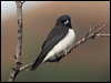 whbreastwoodswallow_165891