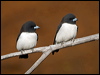whbreastwoodswallow_165912