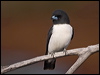 whbreastwoodswallow_165919