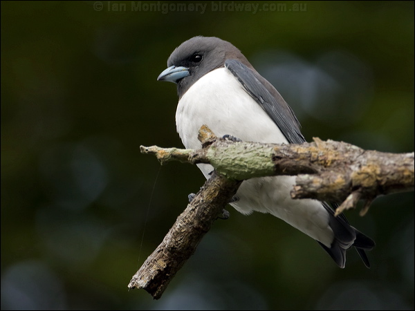 White-breasted Woodswallow whbreastwoodswallow_105342.psd