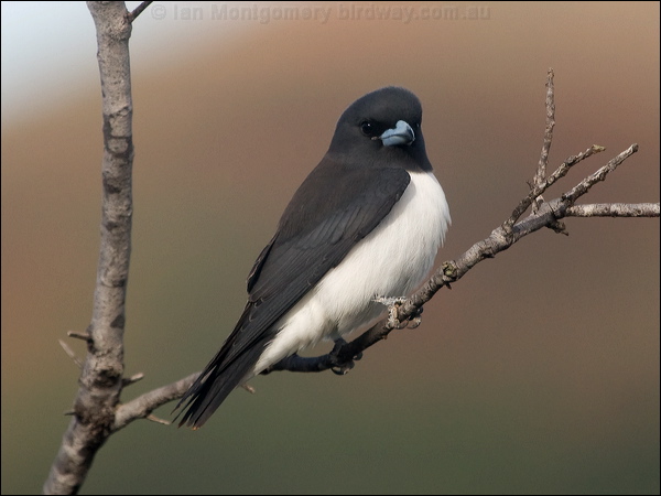 White-breasted Woodswallow whbreastwoodswallow_165891.psd