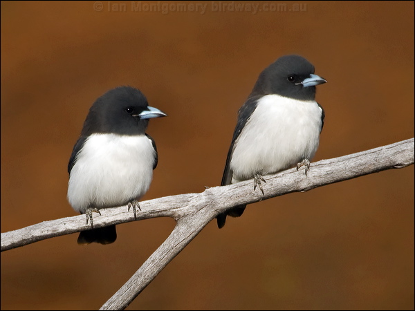White-breasted Woodswallow whbreastwoodswallow_165912.psd