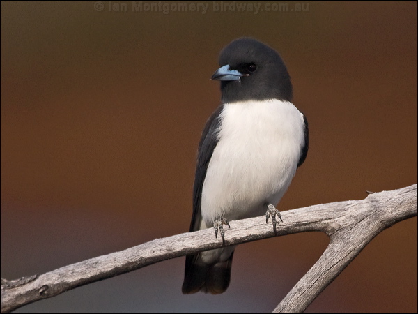 White-breasted Woodswallow whbreastwoodswallow_165919.psd