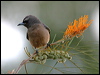 wh_brow_woodswallow_17608