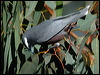 wh_brow_woodswallow_20740