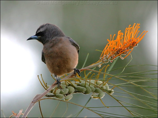White-browed Woodswallow wh_brow_woodswallow_17608.psd