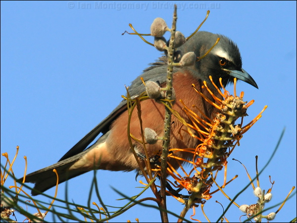 White-browed Woodswallow wh_brow_woodswallow_17825.psd
