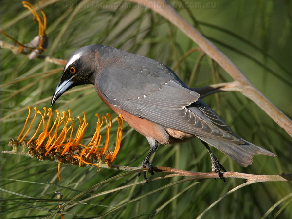 White-browed Woodswallow wh_brow_woodswallow_17847.psd