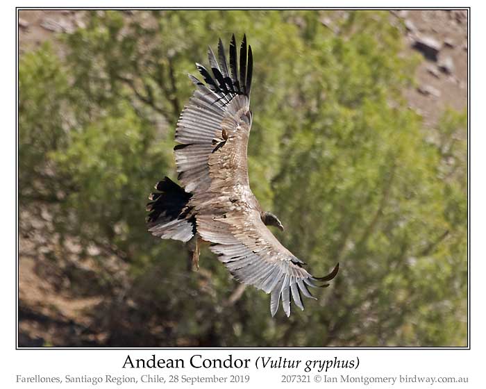 Photo of Andean Condor andean_condor_207321_pp