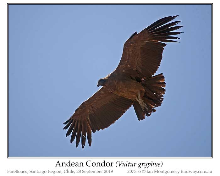 Photo of Andean Condor andean_condor_207355_pp