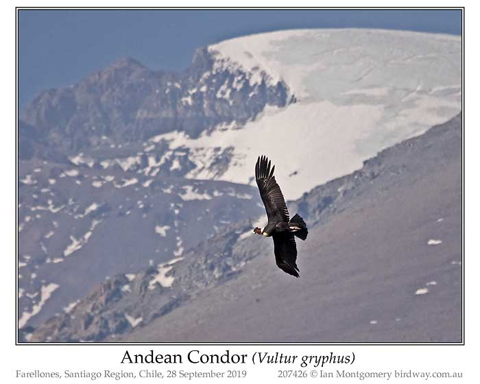 Photo of Andean Condor andean_condor_207426_pp