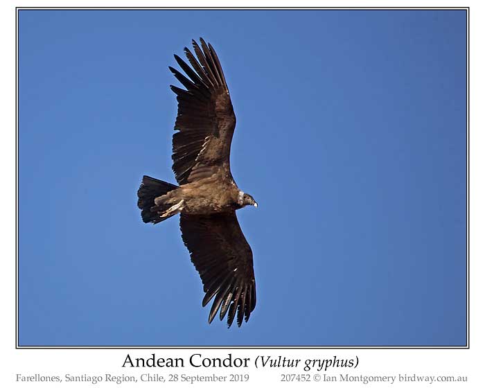 Photo of Andean Condor andean_condor_207452_pp
