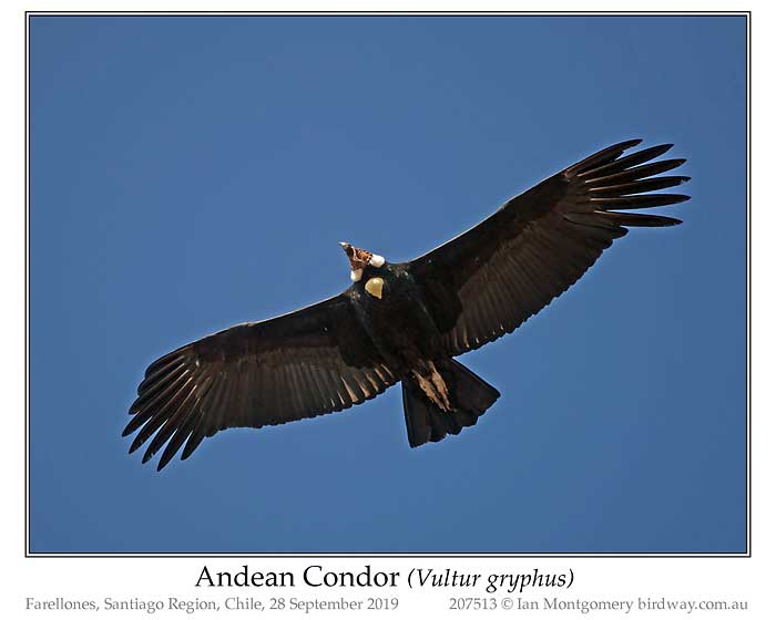 Photo of Andean Condor andean_condor_207513_pp