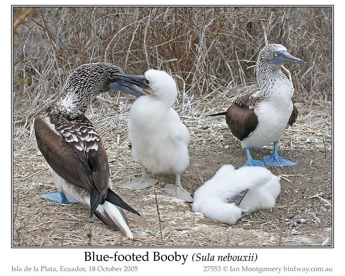 Photo of Name blue_footed_booby_27553_pp