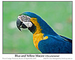 Click here to view The Irregular Bird #610 Blue and Yellow Birds 4 May 2022