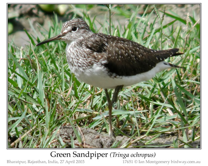 Photo of Green Sandpiper green_sandpiper_17651.jpg