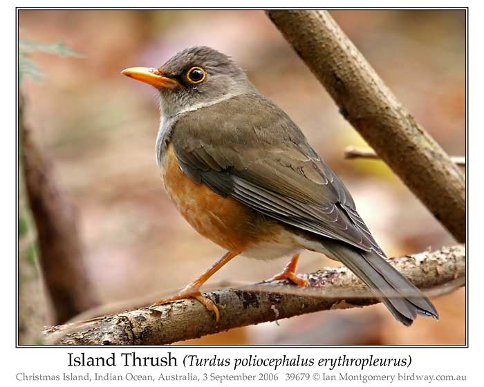 thrushes birds Virgin islands