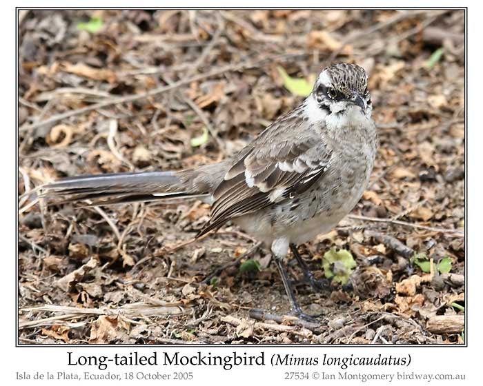 Photo of Name longtailmockingbird_27534_pp