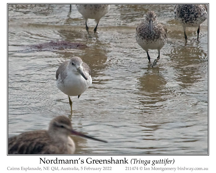 Photo of Nordmann's Greenshank nordmannsgreenshank_211474