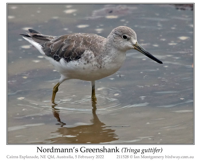 Photo of Nordmann's Greenshank nordmannsgreenshank_211528
