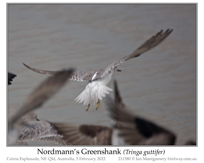 Photo of Nordmann's Greenshank nordmannsgreenshank_211580