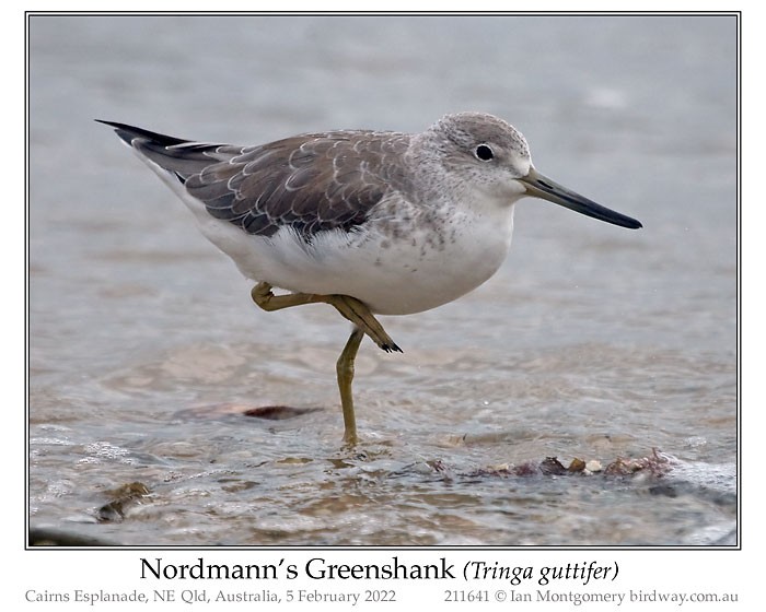 Photo of Nordmann's Greenshank nordmannsgreenshank_211641