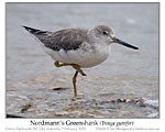 Click here to view Irregular Bird #606 Nordmann's Greenshank 17 February 2022