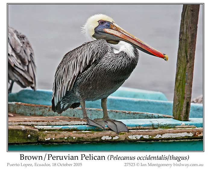 Photo of Name peruvian_pelican_27523_pp