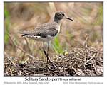 Click here to view The Irregular Bird #608 Solitary Sandpiper 9 March 2022