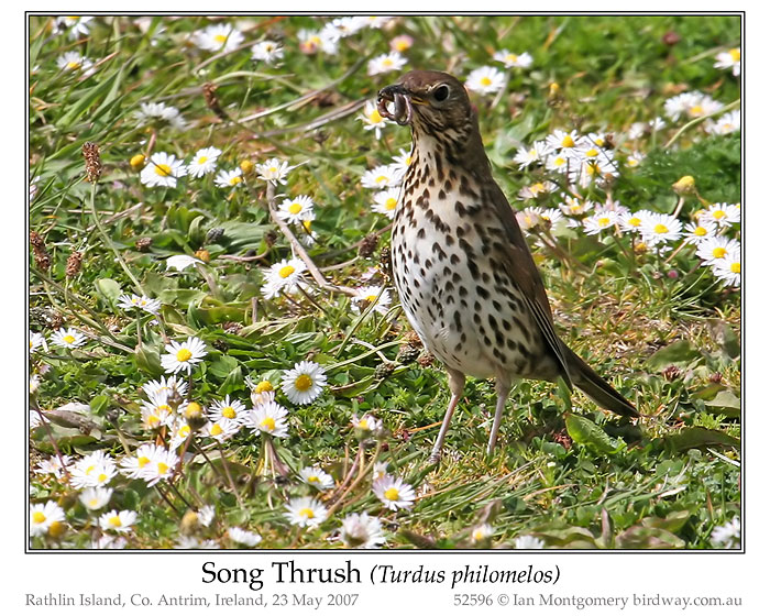 Photo of Song Thrush song_thrush_52596.jpg