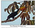 Click here to view Irregular Bird #605 Toco Toucan 6 May 2021