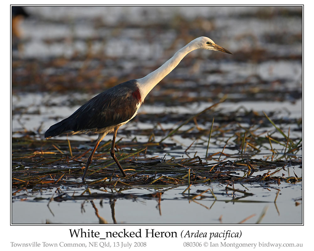 Photo of White-necked Heron white_necked_heron_080306