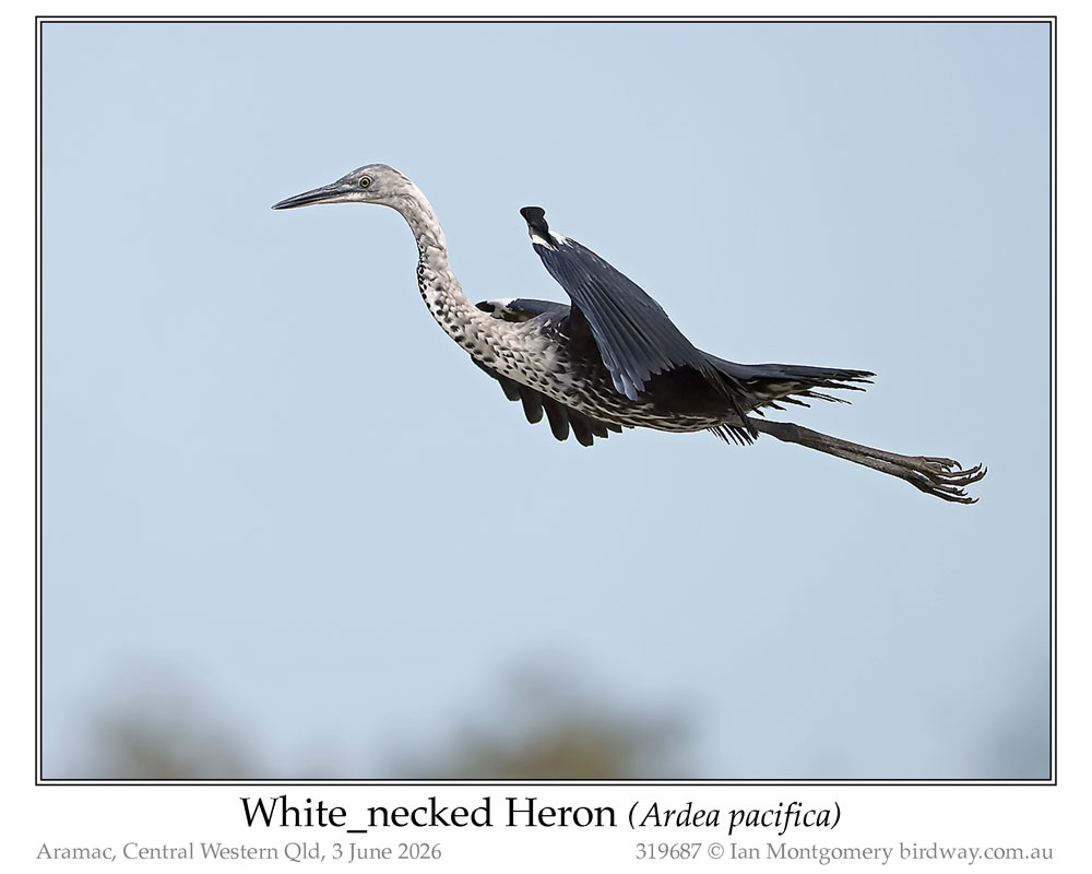 Photo of White-necked Heron white_necked_heron_319687