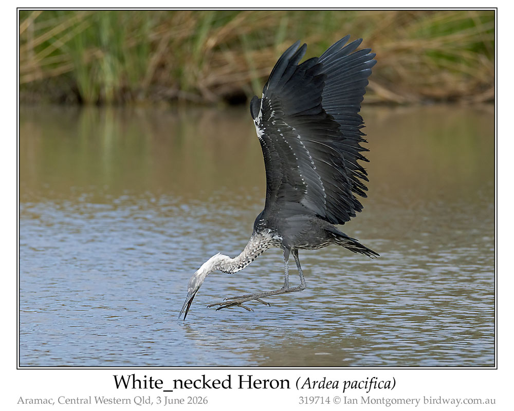 Photo of White-necked Heron white_necked_heron_319714