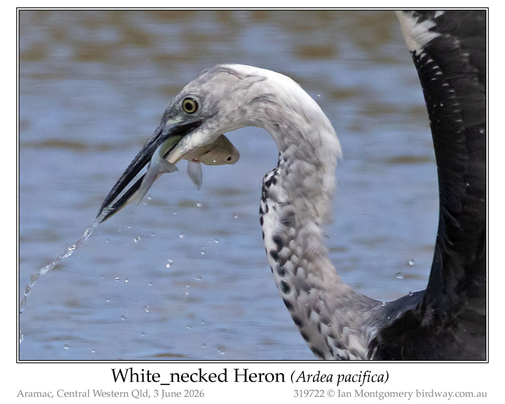 Photo of White-necked Heron white_necked_heron_319722