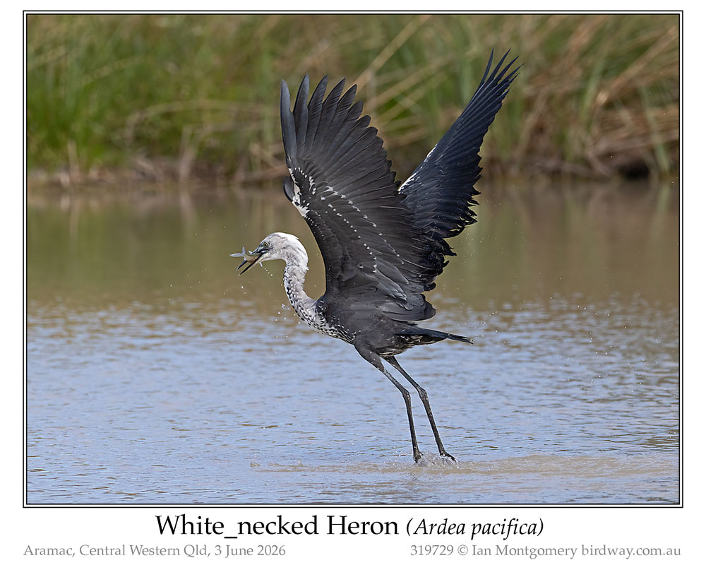 Photo of White-necked Heron white_necked_heron_319729