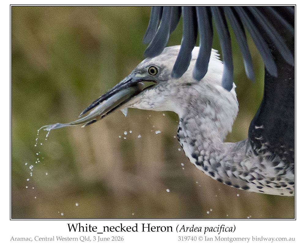 Photo of White-necked Heron white_necked_heron_319740