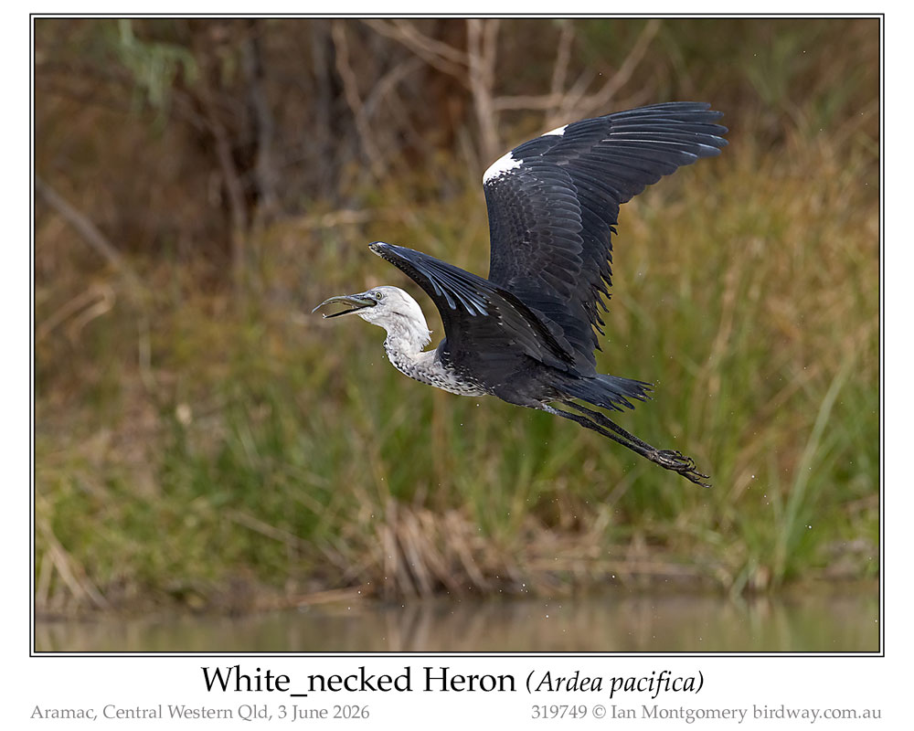 Photo of White-necked Heron white_necked_heron_319749