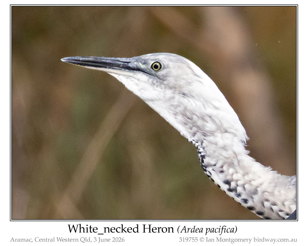 Photo of White-necked Heron white_necked_heron_319755