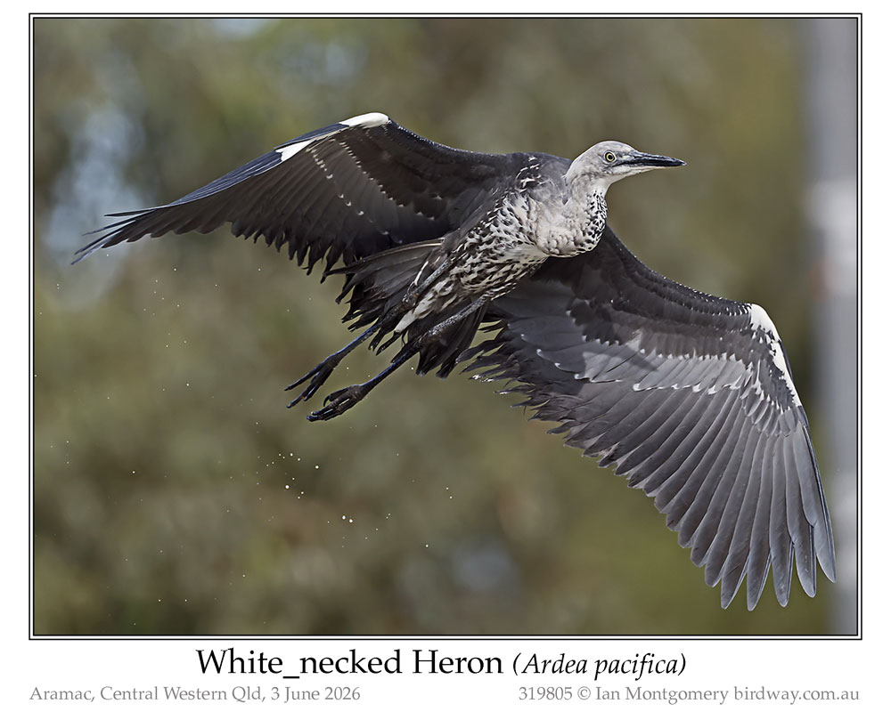 Photo of White-necked Heron white_necked_heron_319805